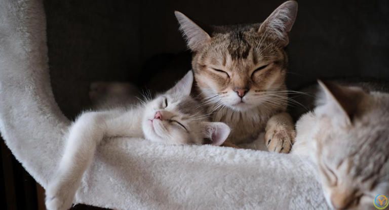 只养一只猫，它会孤独吗？