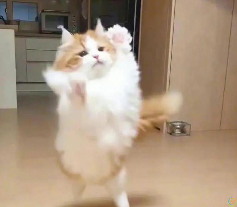 如何为你的猫提供健康的饮食