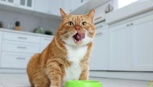 探索猫咪食欲背后的真相：你真的了解猫咪的吃饭欲望吗？
