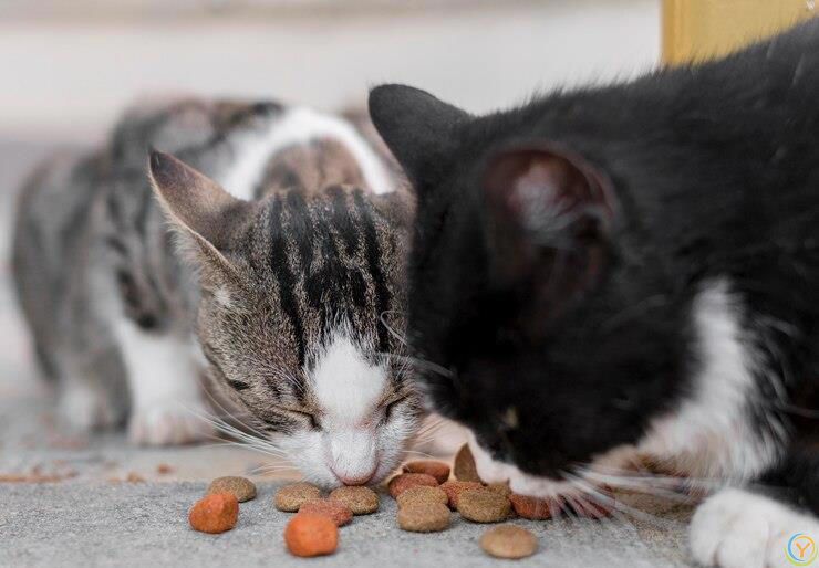 你知道猫粮怎么选吗？猫粮里这些营养成分对猫咪至关重要！