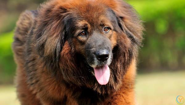 藏獒，内心可爱，休闲娱乐大师