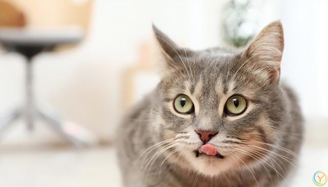 探索猫咪食欲背后的真相：你真的了解猫咪的吃饭欲望吗？