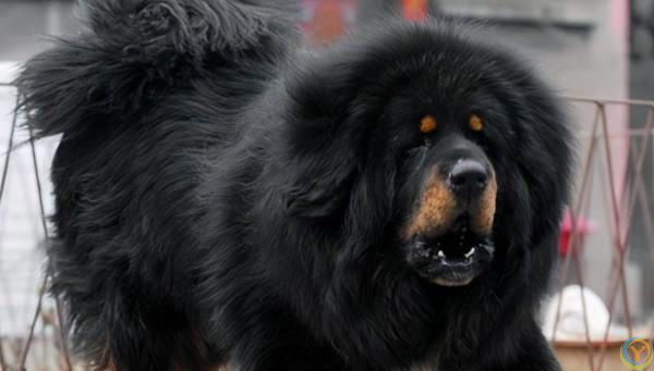 藏獒，内心可爱，休闲娱乐大师