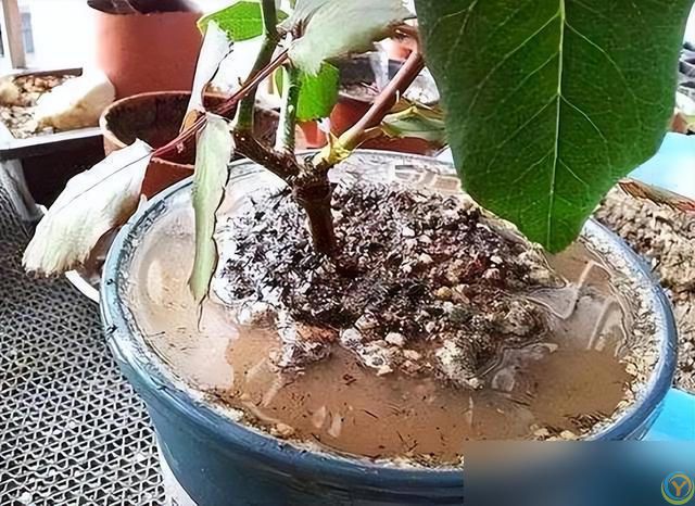 10种“小垃圾”当“免费松土剂”，花盆埋一把软似发糕！