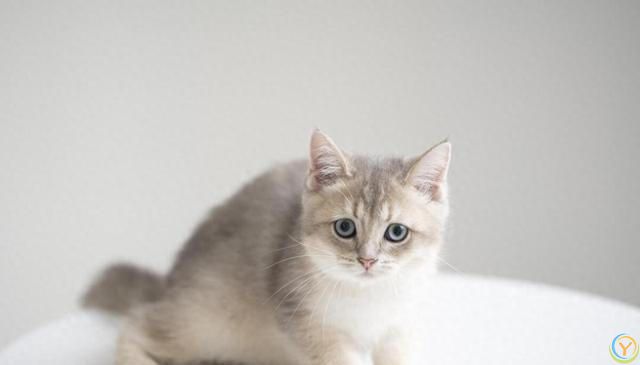 做猫真好，你知道它幸福的秘诀是什么吗？