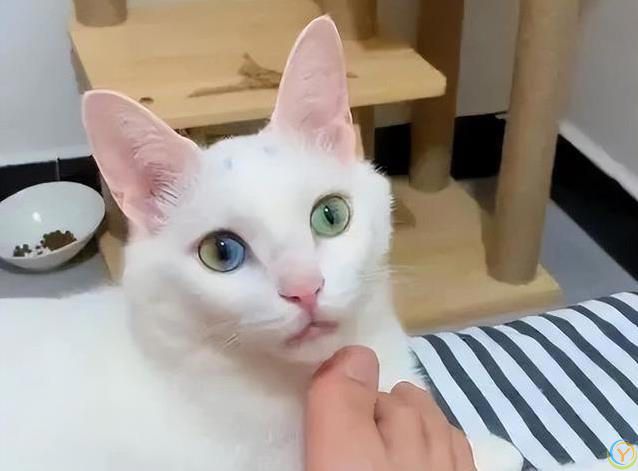 猫咪偷袭你脚丫子？不是想吃肉，藏着3种小心思！