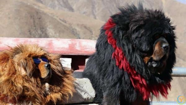 藏獒，内心可爱，休闲娱乐大师