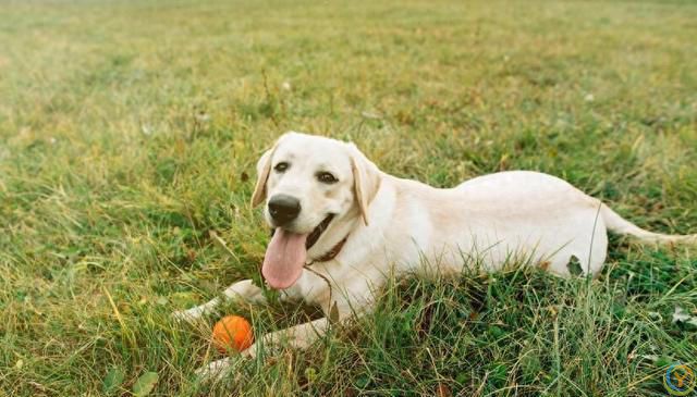 十大新手最好养的狗狗，除了拉布拉多、金毛还有哪些狗狗适合新手