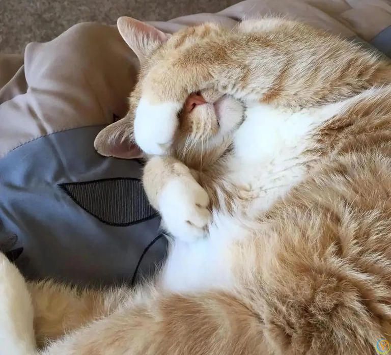 养猫多年才发现，猫咪睡觉爱用手“捂眼睛”，竟是这些原因！