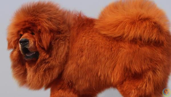 藏獒，内心可爱，休闲娱乐大师