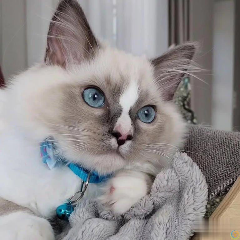 别碰我胡须！猫咪&ldquo;超级天线&rdquo;的重要性你了解吗？