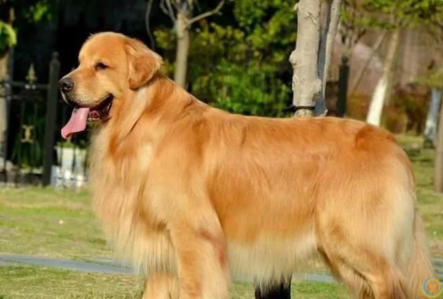 最有灵性的6种狗狗，你对它的好，都会记在心里！