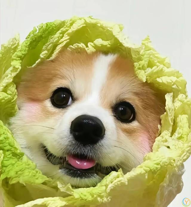 狗狗生病的10大表现，看看你家的狗狗有没有中招！