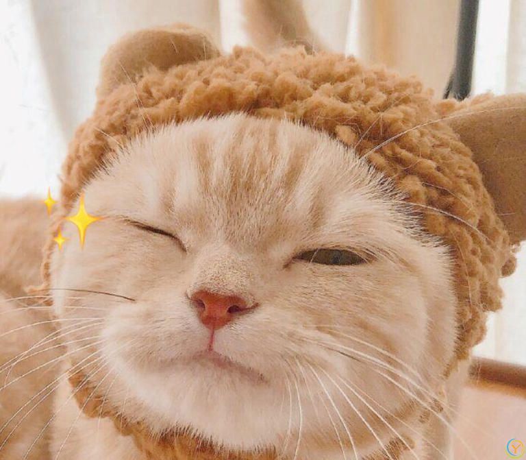 如何为你的猫提供健康的饮食