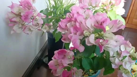 三角梅绿樱为何适合新手养护？它具有四大优点，关键是不招虫