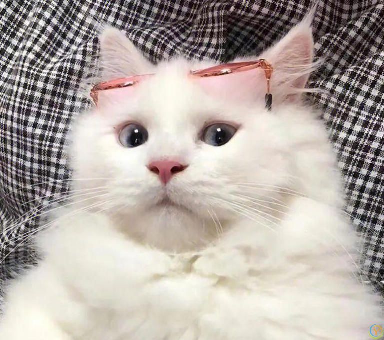 如何为你的猫提供健康的饮食