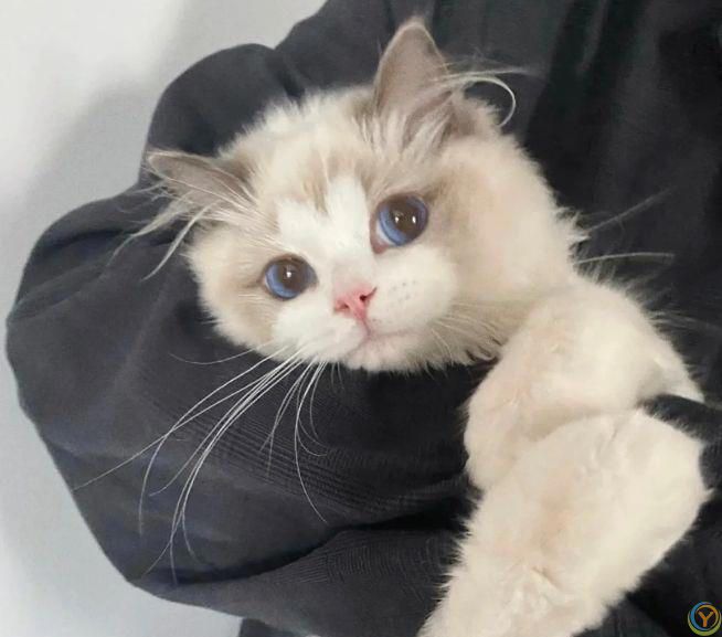 如何为你的猫提供健康的饮食