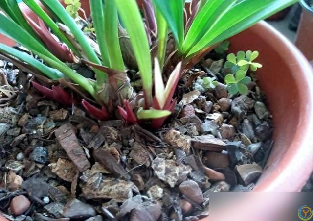 10种&ldquo;小垃圾&rdquo;当&ldquo;免费松土剂&rdquo;，花盆埋一把软似发糕！