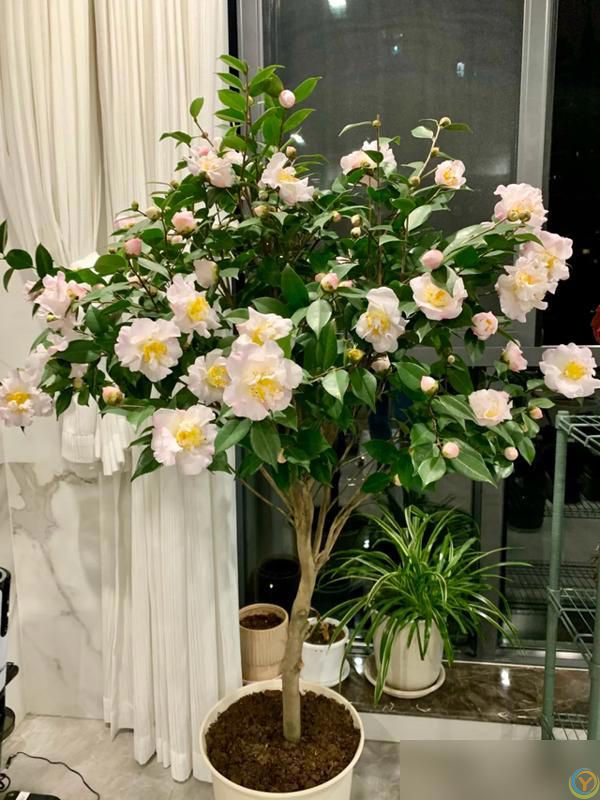 10种“小垃圾”当“免费松土剂”，花盆埋一把软似发糕！