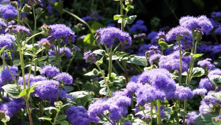 分享一种经典的紫色花，皮实耐寒多季节有花赏，值得拥有