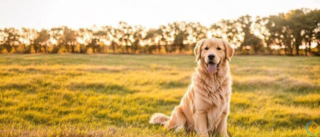 十大新手最好养的狗狗，除了拉布拉多、金毛还有哪些狗狗适合新手