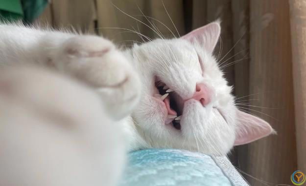 ***都说养猫幸福，可这5个坏处，你又知道几个？