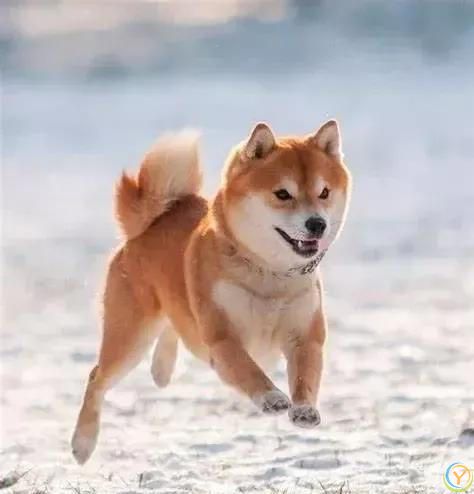 最有灵性的6种狗狗，你对它的好，都会记在心里！