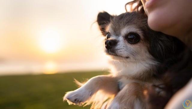 十大新手最好养的狗狗，除了拉布拉多、金毛还有哪些狗狗适合新手