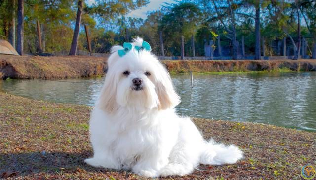 十大新手最好养的狗狗，除了拉布拉多、金毛还有哪些狗狗适合新手