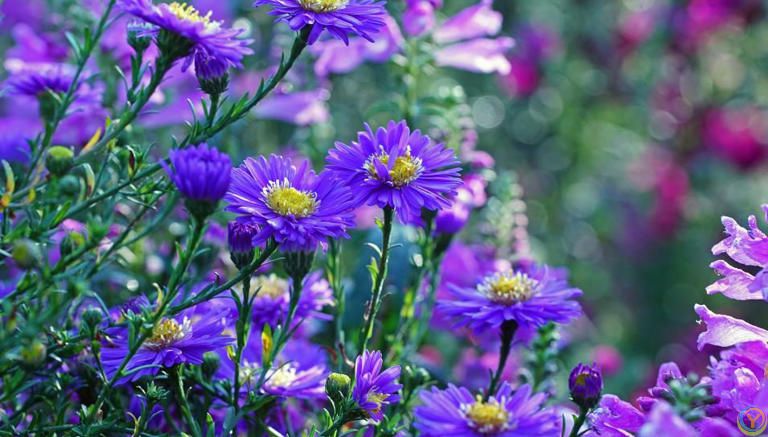 分享一种经典的紫色花，皮实耐寒多季节有花赏，值得拥有