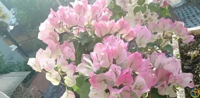 三角梅绿樱为何适合新手养护？它具有四大优点，关键是不招虫