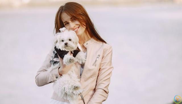 十大新手最好养的狗狗，除了拉布拉多、金毛还有哪些狗狗适合新手