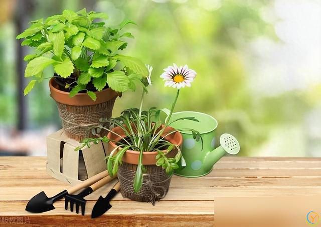 10种“小垃圾”当“免费松土剂”，花盆埋一把软似发糕！