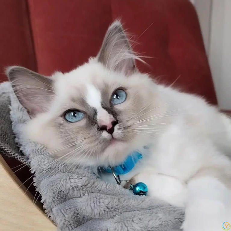 别碰我胡须！猫咪“超级天线”的重要性你了解吗？