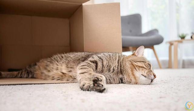 做猫真好，你知道它幸福的秘诀是什么吗？