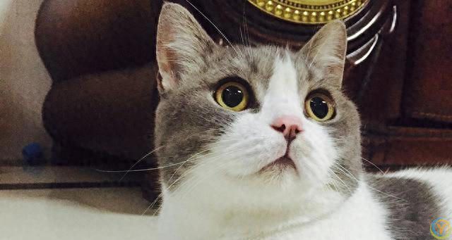 猫咪会认识离开它很久的主人吗？