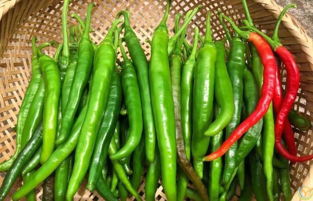 夏天，苦瓜、西瓜靠边站，多吃它，祛湿又防中暑，精神饱满一整天