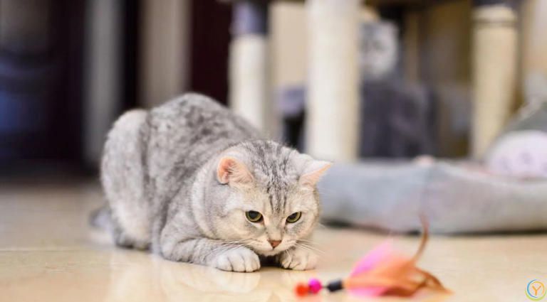 只养一只猫，它会孤独吗？