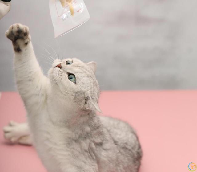 做猫真好，你知道它幸福的秘诀是什么吗？