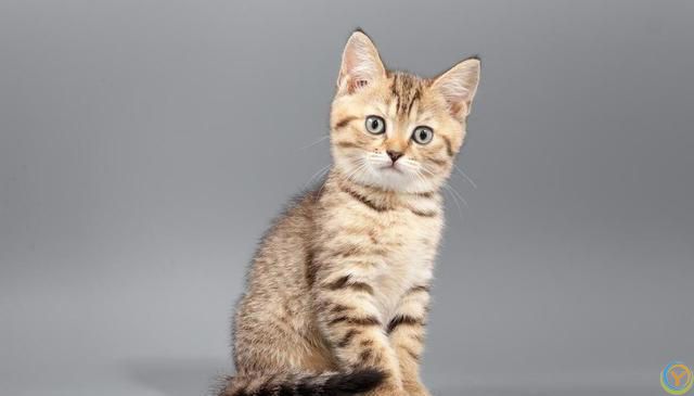 做猫真好，你知道它幸福的秘诀是什么吗？