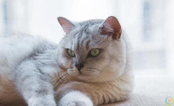 猫咪偷偷爱你？5个小动作暴露心意！