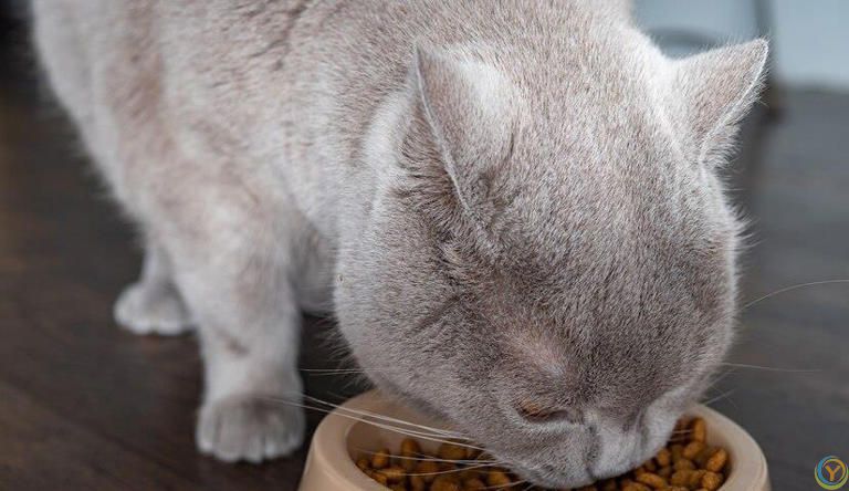 你知道猫粮怎么选吗？猫粮里这些营养成分对猫咪至关重要！