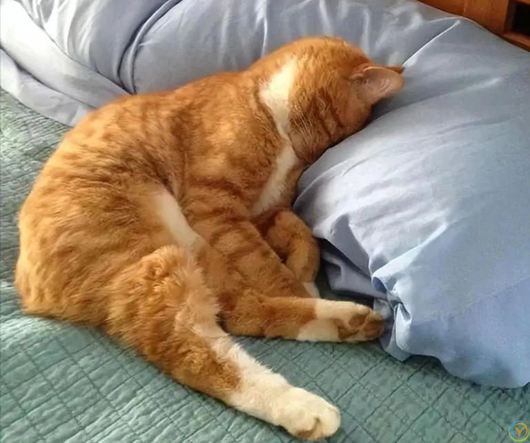 养猫多年才发现，猫咪睡觉爱用手“捂眼睛”，竟是这些原因！