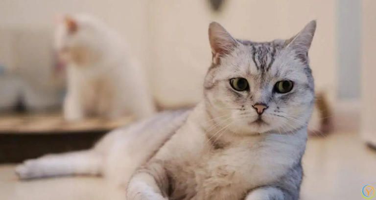 只养一只猫，它会孤独吗？