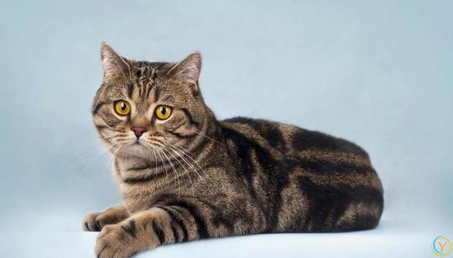 怎么才能判断猫咪营养不良？