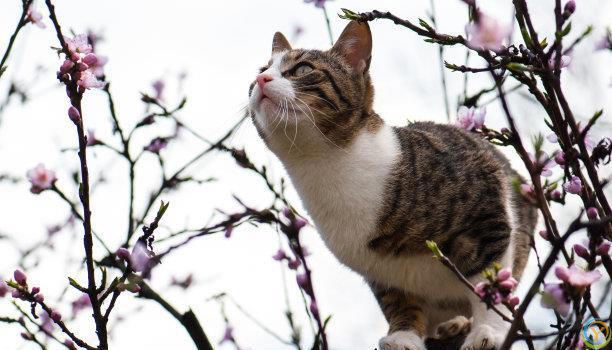 猫咪的性格和生活习性真的会随主人改变吗？