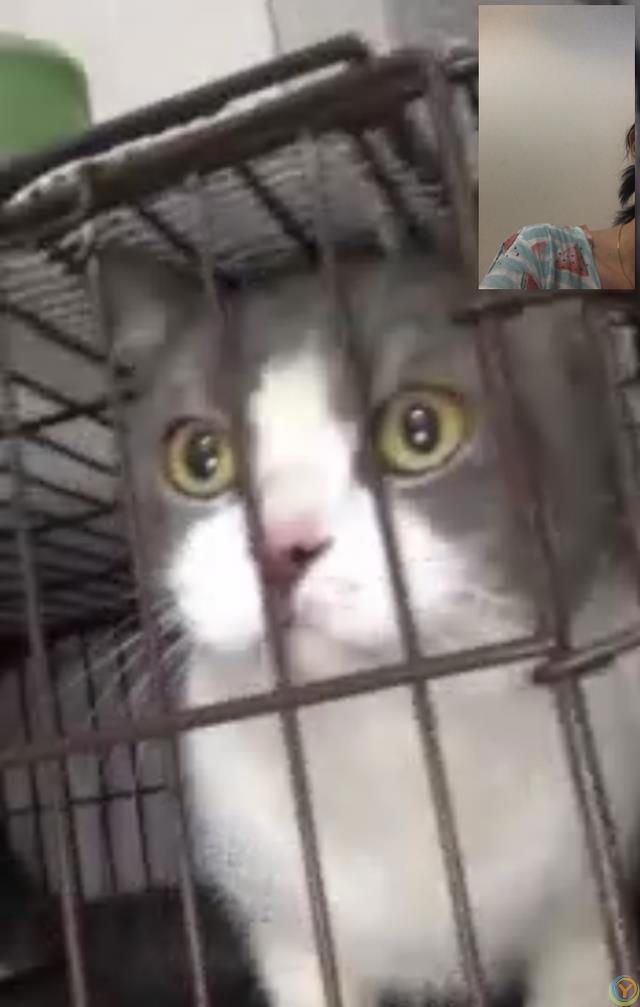 猫咪会认识离开它很久的主人吗？