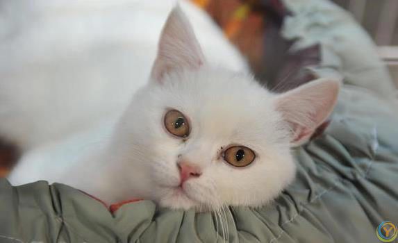 猫咪偷偷爱你？5个小动作暴露心意！