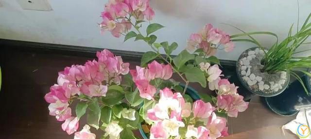 三角梅绿樱为何适合新手养护？它具有四大优点，关键是不招虫