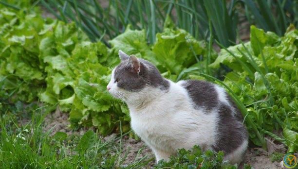 猫咪的性格和生活习性真的会随主人改变吗？